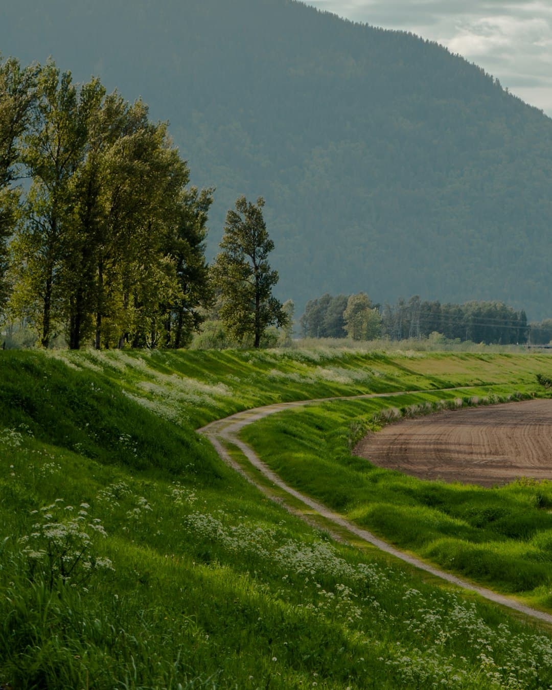 Abbotsford skyline